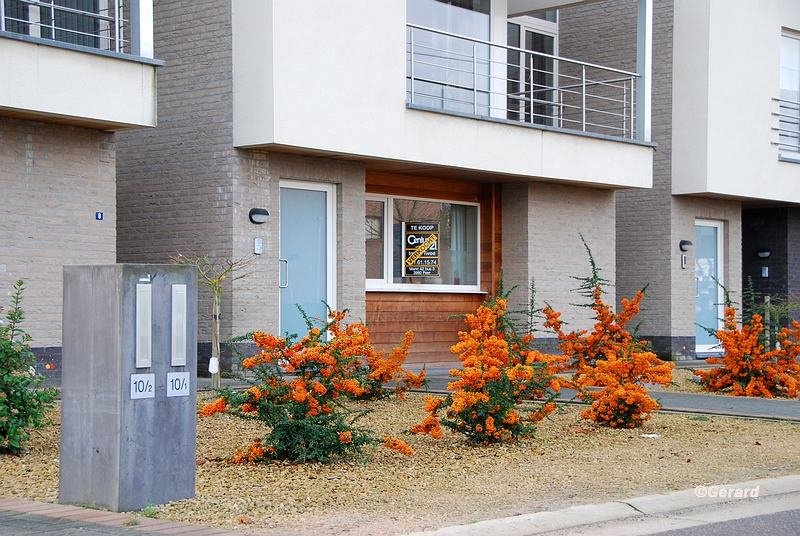 Voortuintjes in de Spoorwegstraat.JPG - Voortuintjes in de Spoorwegstraat